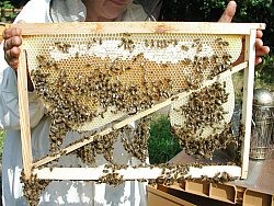 Cadre à jambage: un impératif dans cette apiculture devenue folle