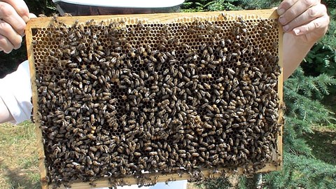 Le jambage est totalement enfoui dans la construction de cire