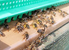 abeille noire en plein travail. Les butineuses au printemps commencent à rentrer le pollen pour assurer le développement de la colonie.