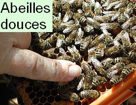 L'abeille noire est une abeille douce et qui s'adapte parfaitement � la biodiversit� locale.