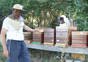 Photo de varroa sur larve