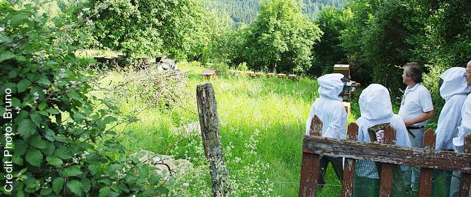Formation apiculture en petits groupes