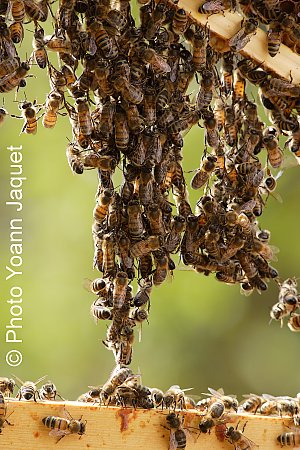 Formation Apiculture pour débutant ou professionnelle apiculture