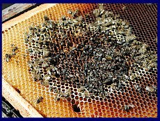 Dans cette ruche, il ne restait pas assez d'abeilles. On voit qu'elles se sont r�fugi� � l'int�rieur des cellules pour gagner en chaleur mais Nosema Ceranae a fait le reste !