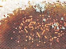 voici un cadre plein de pollen et pourtant retir� d'une ruche victime du syndrome de la disparition des abeilles