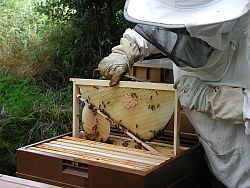 un cadre � jambage de 6 jours. On peut voir que les abeilles n'ont pas attendu d'avoir termin� la partie sup�rieure du cadre mais ont commenc� la partie inf�rieure