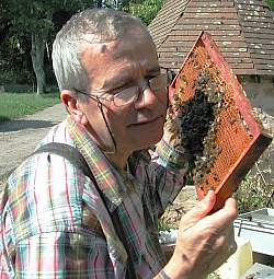 Abeilles douces: choisissez l'abeille noire