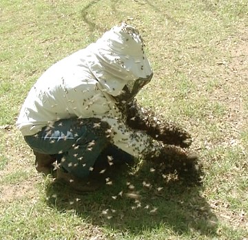 capture d'un essaim avec les mains nues. Quand on entre en communication avec les abeilles, tout devient possible