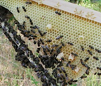 Cellules royales sur cadre naissant