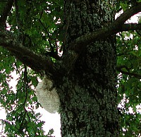 Des cadres à jambage dans la nature ? Les abeilles se débrouillent seules, sans l'intervention de l'homme