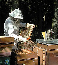 La vente d'essaims d'abeilles ou de ruches est soumise � un travail de contr�le implacable. La confiance de nos clients se m�rit� !
