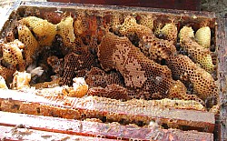 int�rieur de ruche � l'abandon.. de l'apiculteur car les abeilles sont toujours l� ! Ne d�butez pas en apiculture par l'achat de ruches � l'abandon
