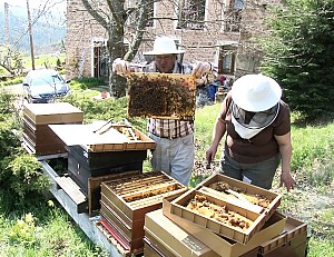 comment devenir apiculteur en france
