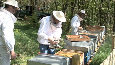 Une formation en apiculture bien orchestrée et organisée avec la passion