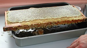 Miel en rayon dans les alv�oles de cire. C'est un miel 100% nature, issus de nos propres ruches