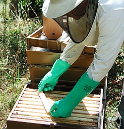 Bandelettes pour traitement des abeilles � l'Acide Formique