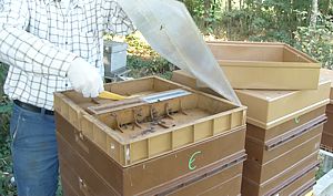 Bandelettes pour traitement des abeilles à l'Acide Formique