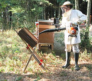 Utilisation d'un souffleur thermique pour chasser les abeilles r�calcitrantes