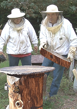 Une Ruche écologique pour avoir des abeilles au Naturel Ruche Ecologique: une ruche vraiment nature taillée dans un châtaignier
