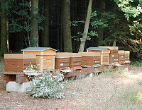 Ruche en plastique : que des avantages !