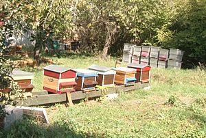 comment augmenter son rucher