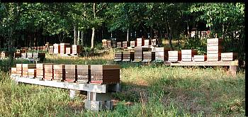 Le rucher de F�condation