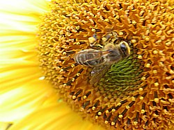 l'abeille butineuse