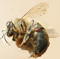 comment traiter les abeilles contre le varroa