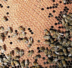Essaims d'abeilles pour ruche warr� Dadant ou Voirnot