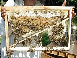 Revenez aux fondamentaux de l'apiculture en rendant à vos abeilles leur liberté de construire selon leur besoin Cadre à jambage: un impératif dans cette apiculture devenue folle