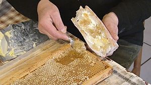 Comment déguster notre miel en rayon ? Le miel en rayon se déguste à la cuillère, en accompagnement d'une tartine de pain beurrée