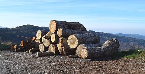 après un long temps de séchage, le bois va faire l'objet d'un évidage Ruche horizontale ou ruche naturelle