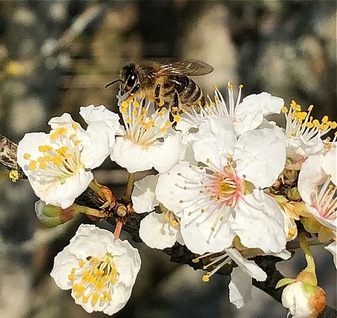 L'abeille: transporteuse de messages d'amour La fécondation des fleurs, un acte perpétué depuis la nuit des temps par les abeilles