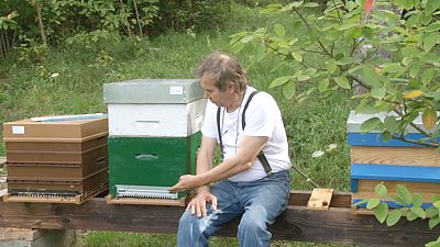 Les cultures, responsables de la perte des abeilles