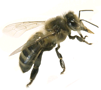 à quand une abeille vegane ?