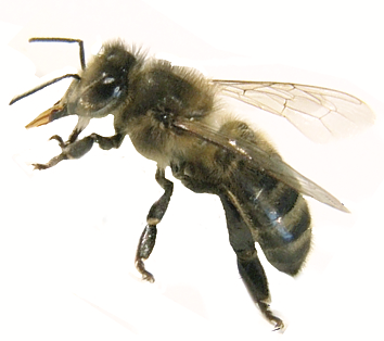 Apis Mellifera Melifera