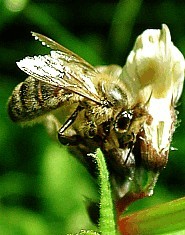 La Disparition des Abeilles.. Est-ce réellement un Mystère ?