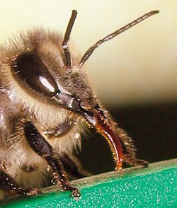 l'abeille ne peut se contenter que de lècher ou sucer