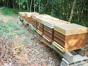 Bienvenue dans le monde de l'apiculture