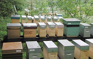 En provenance de l'étranger, votre achat de paquets d'abeilles circule à votre détriment