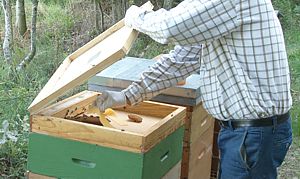 Bandelettes pour traitement des abeilles à l'Acide Formique