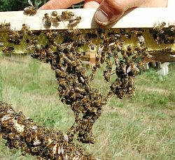 Le cadre à Jambage est une invention de Bernard NICOLLET et mis gracieusement à la disposition du public apiculteurs