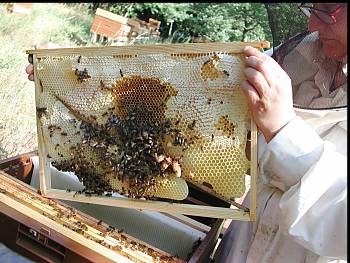 Cadre de ruche contenant des cellules royales