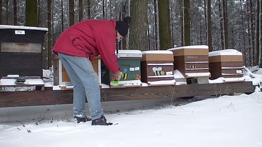 Travail pré hivernal non fait: mortalités pendant l'hiver