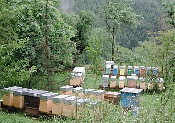 centre d'élevage d'abeilles