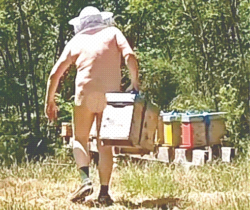 Tenue Dadant ou tenue d'Adam ? Avant d'en arriver là, il vous faudra certainement un peu de temps