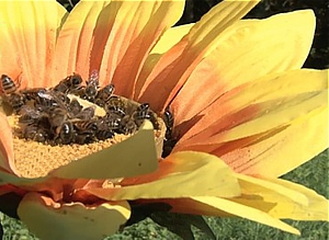 Fleur à pollen d'Abeille et Nature