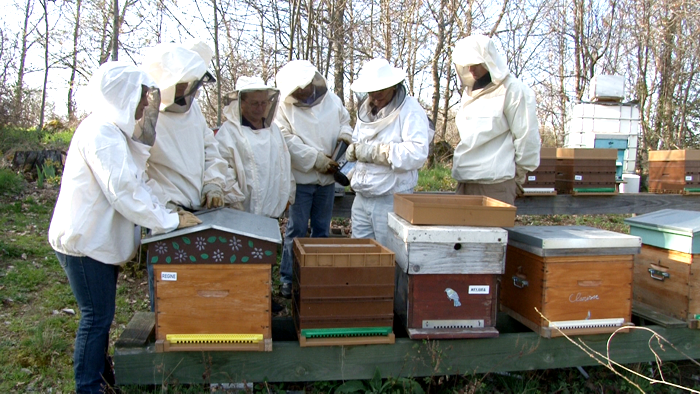 Formez-vous avant de pratiquer l'apiculture