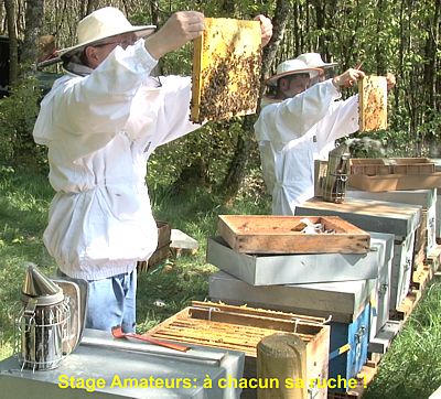 Formation Apiculture pour débutant ou professionnelle apiculture
