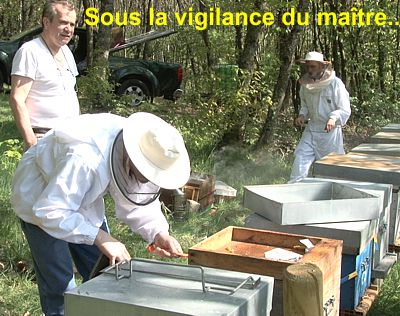 Formation Apiculture pour débutant ou professionnelle apiculture